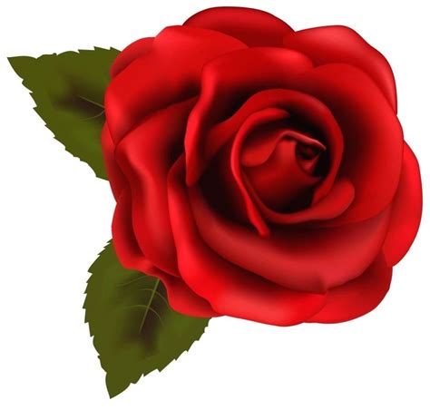 Rose Drawing For Beginners | Free download on ClipArtMag