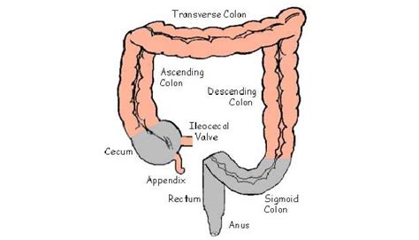 Science, Natural Phenomena & Medicine: Cecum