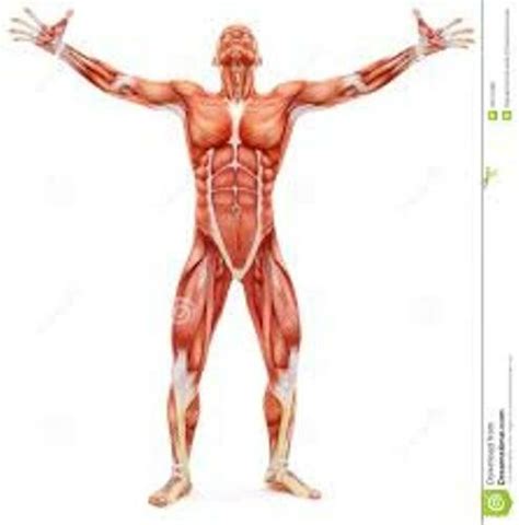 10 Interesting Facts about the Musculoskeletal System | In Fact ...