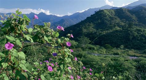 Mesoamerican Forest Corridor