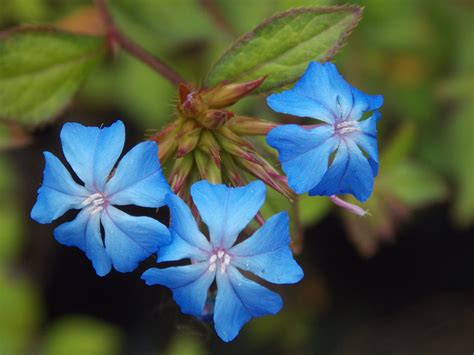 Ceratostigma Plumbaginoide | Plants