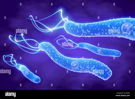 Helicobacter Pylori Bakterien Fotos Und Bildmaterial In Hoher