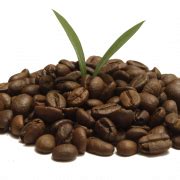 Cocoa Beans PNG Transparent Images PNG All