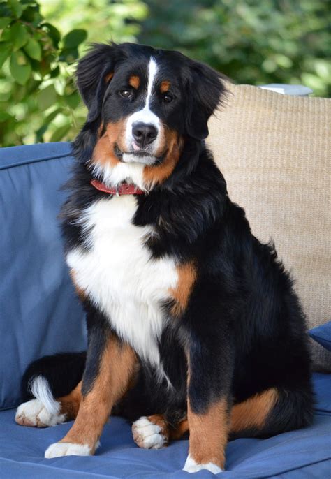 Mini Bernedoodles & Bermese Mountain Dogs | Hidden Pines Doodles