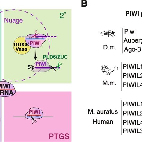 The Basics Of PiRNA Biogenesis And Function In Flies And Mice PiRNA