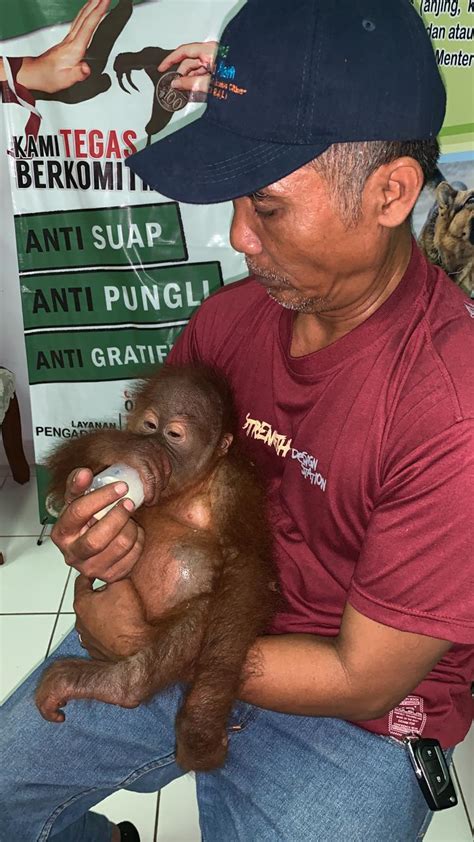 Warga Rusia Selundupkan Orangutan Dari Bali Bagaimana Akhirnya