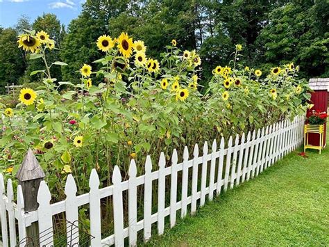 35+ Beautiful Sunflower Garden Ideas To Add Happy Vibes To Your Home ...