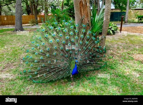 Male Peacock Displaying Showing Colorful Tail Feathers Stock Photo Alamy