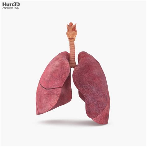 View Of Lungs Cross Section D Model Dmodels Store Off