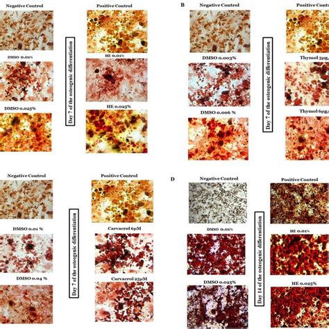 Osteogenic Differentiation Potential Of Mscs Mscs Were Cultivated