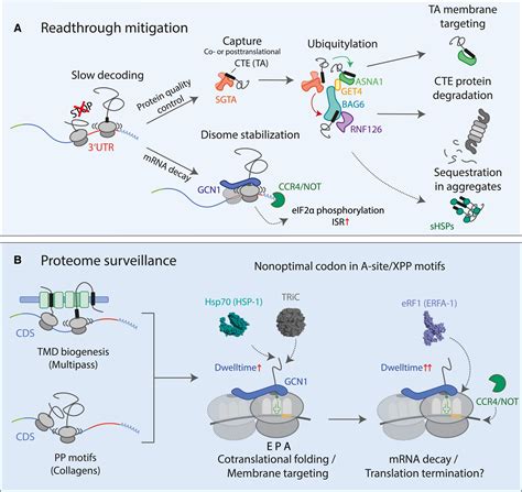 Mechanisms Of Readthrough Mitigation Reveal Principles Of Gcn Mediated