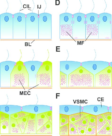 Model Of The Evolutionary Origin Of Myoepithelial Cells And Visceral