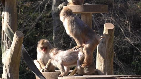 Japanese Macaque Mating Youtube