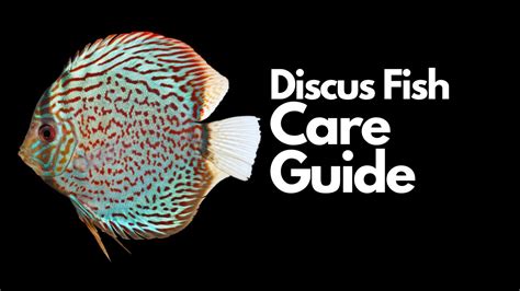 Discus Fish Care Everything You Need To Know Housepetscare