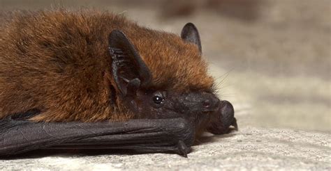 La chauve souris ce mammifère volant Dossier