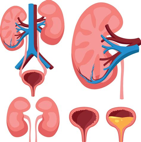 Detailed Illustration Of Urinary System Including Kidneys Ureters And