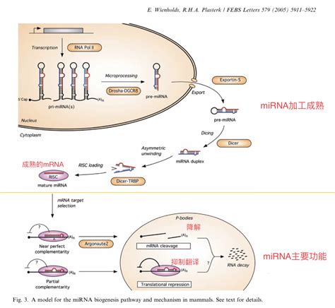 非编码mirna、lncrna、circrna研究思路 生信小木屋