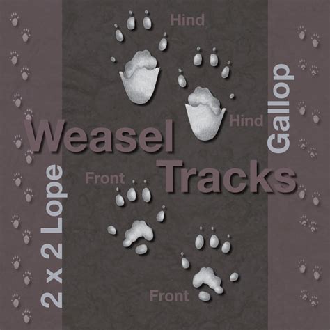 Illustrated Weasel Tracks – Wildlife Illinois