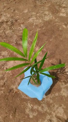 Clay Hyophorbe Lagenicaulis Foxtail Palm Tree Plant For Plantation