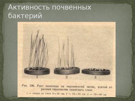 Микрофлора почвы
