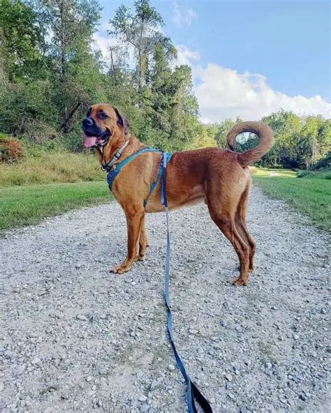 40 Brilliant Rottweiler Mixes - Discover the Perfect Rottie Mix - WowPooch