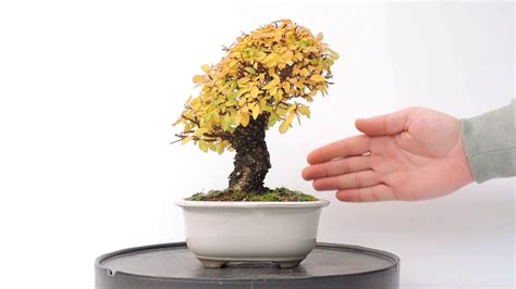 V Deo Bonsai Ulmus Parvifolia Olmo Nire Keyaki Zelkova Nire