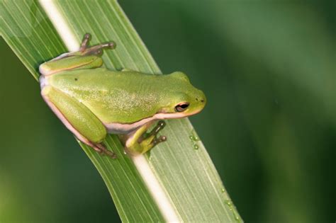 Green Tree Frogs: Camouflage Masters - Steve Creek Wildlife Photography