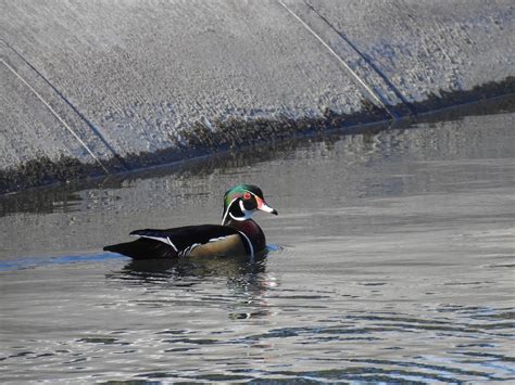 Ebird Checklist Feb Alameda Creek Niles Staging Area