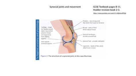 Aqa Gcse Pe Revision Synovial Joints And Movement Teaching Resources