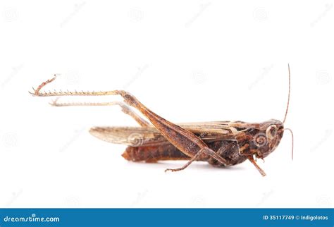 Dried Out Grasshopper Stock Image Image Of Biology 35117749