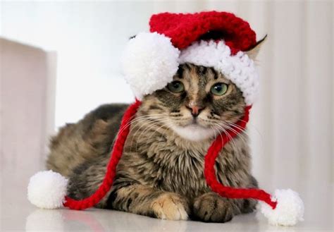 Christmas cat costume ideas – Artofit