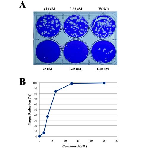 Fgi Inhibition Of Prrs Virus Marc Cells Were Infected With