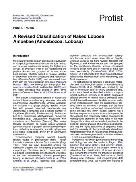 Pdf A Revised Classification Of Naked Lobose Amoebae Amoebozoa