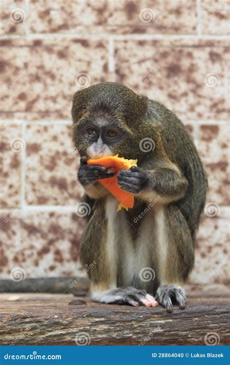 De Brazza s monkey stock photo. Image of animal, world - 28864040