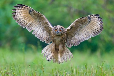 雕鸮Eagle-owl by 红红视界 | Bird photo, Owl, Birds