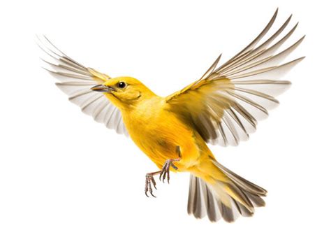 "Yellow Bird" Images – Browse 17,678 Stock Photos, Vectors, and Video ...