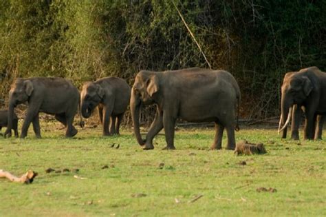 20 Best Wildlife Sanctuaries In Kerala