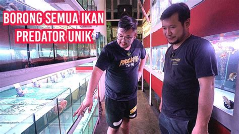 Mulai Borong Dan Kumpulkan Ikan Predator Unik Dan Langka Untuk Galeri