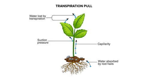 Capillary Action In Plants Diagram