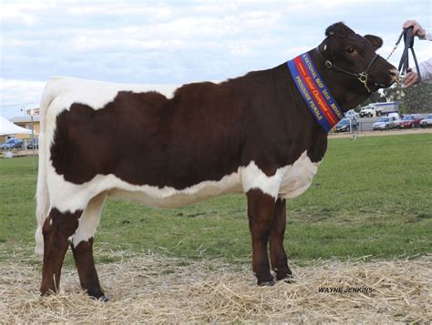 Australian Pinzgauer Breeder's Association