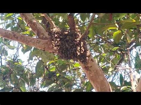 Bee Swarming Indian Bees Apis Cerana Indica Youtube