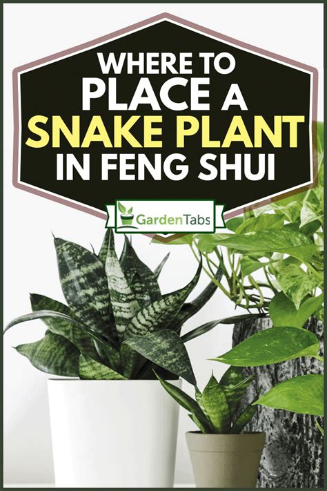 Where To Place A Snake Plant In Feng Shui In 2024 Snake Plant Indoor