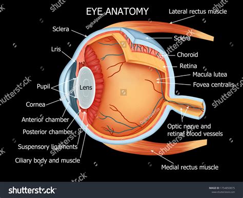 Color Illustration Anatomy Human Eye Related Stock Illustration