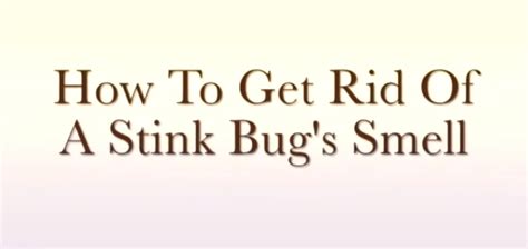 How to Get Rid of Stink Bug Smell! - Instructables