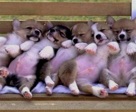 Adorable Sleeping Pembroke Welsh Corgi Puppies 🐶 : r/Sleepinganimals