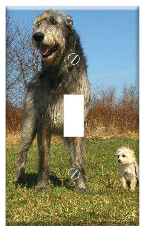 Irish Wolfhound Poodle Mix