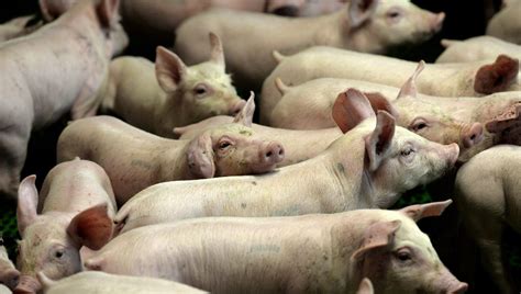 Côtes d Armor 45 cochons morts dans un accident à Loudéac ici