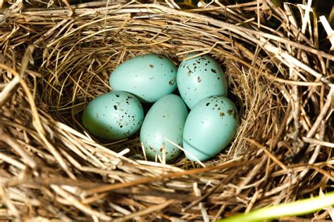 Blaue Vogeleier Welcher Vogel Legt Sie Gartenlexikon De