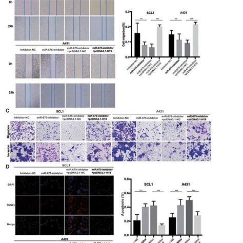 H And Mir Knockdown Inhibits Cscc Cell Proliferation Migration