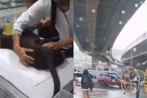 Cachorro Jogado De Viaduto De Metros De Altura Na Bahia